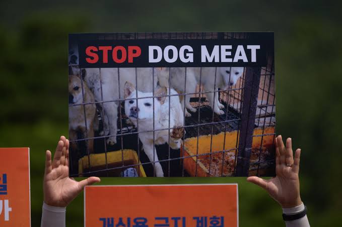 South Korea bans dog meat