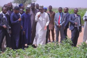 Borno to export sesame, cassava, others from 20 hectares irrigation farm