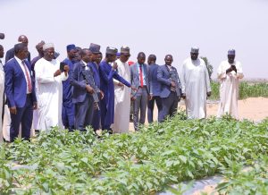 Borno to export sesame, cassava, others from 20 hectares irrigation farm