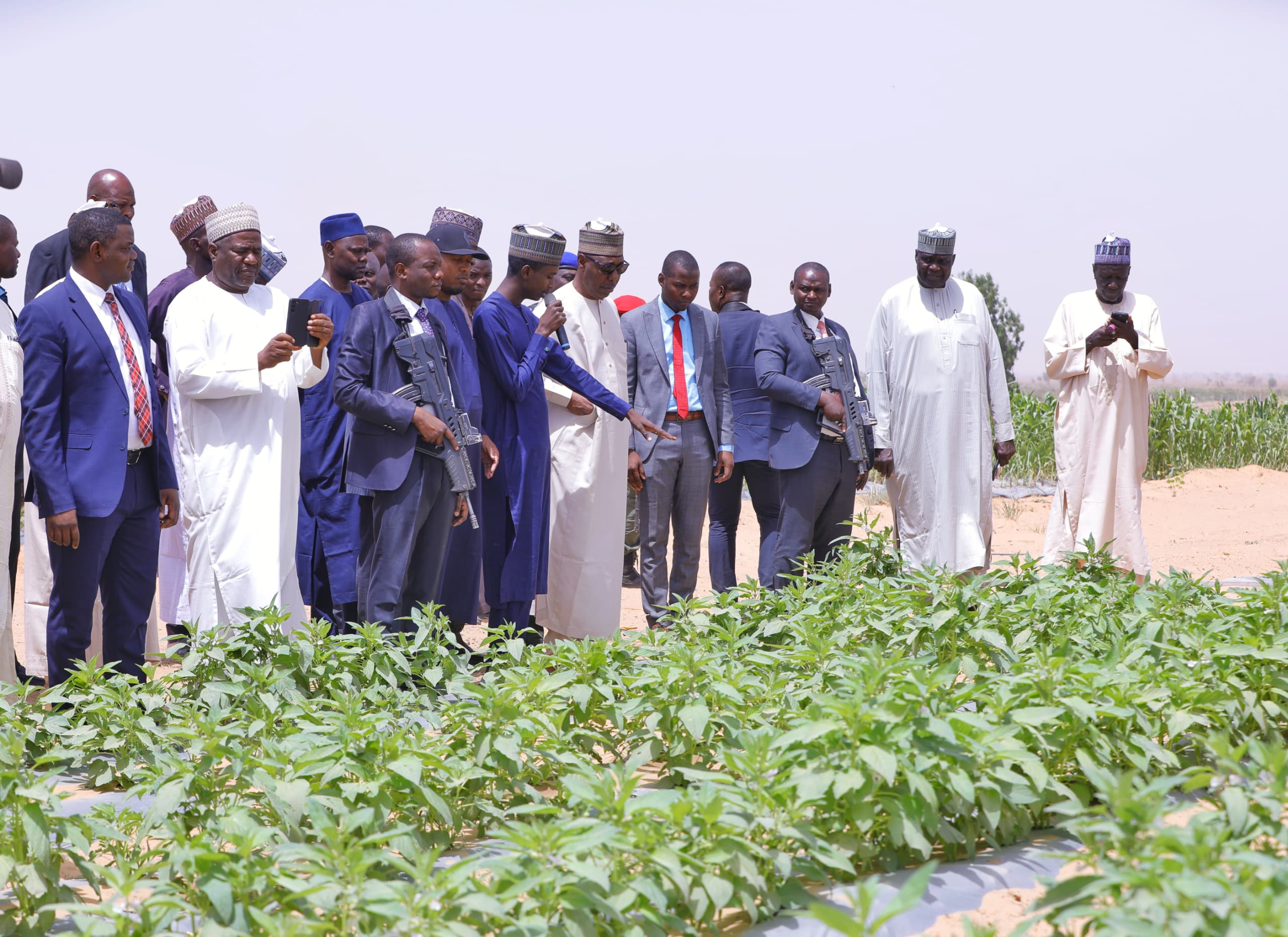 Borno to export sesame, cassava, others from 20 hectares irrigation farm

