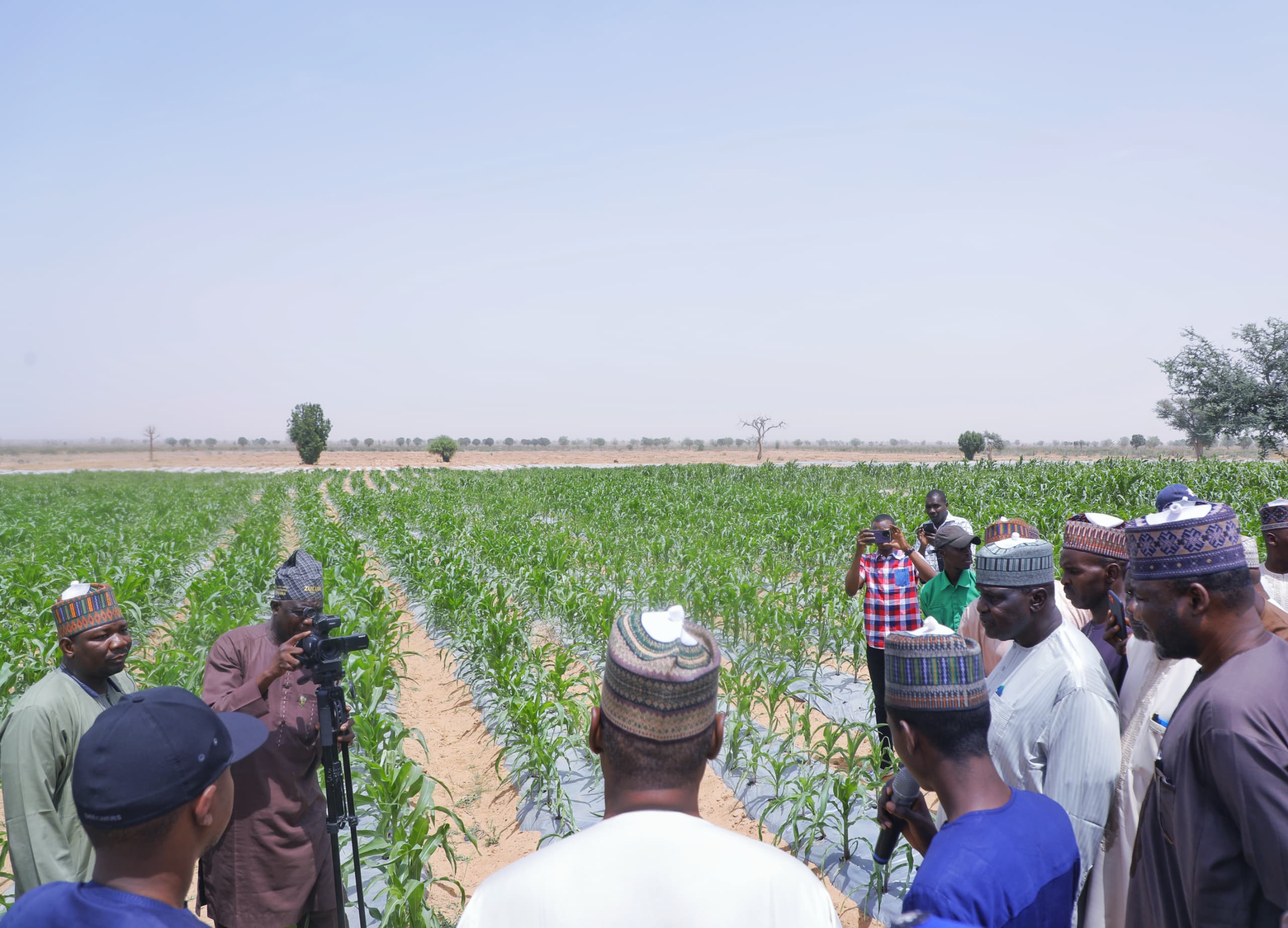 Borno to export sesame, cassava, others from 20 hectares irrigation farm
