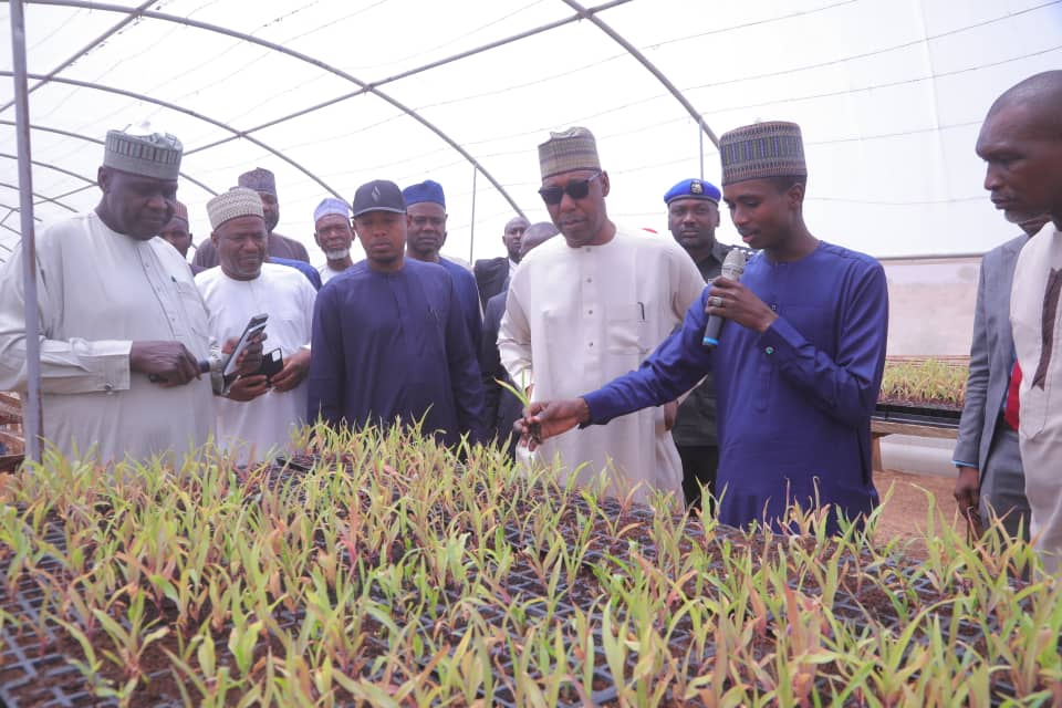 Borno to export sesame, cassava, others from 20 hectares irrigation farm