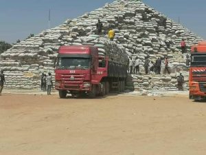 Trucks loaded with bags of grains