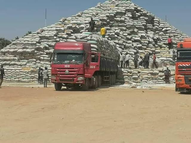 Trucks loaded with bags of grains