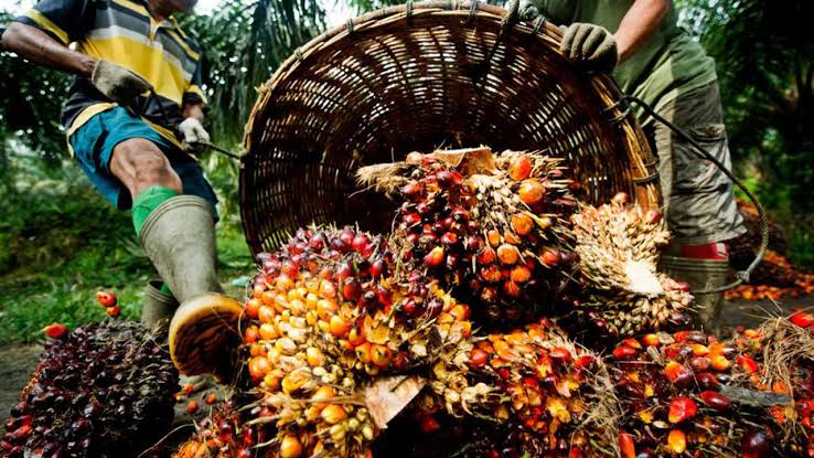 Palm oil