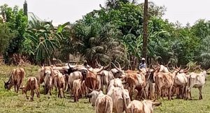 Cattle