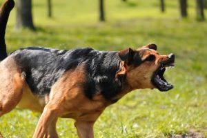 A German Shepherd dog