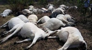 Dead cows cattle