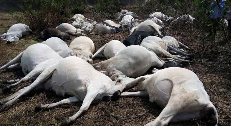 Dead cows cattle