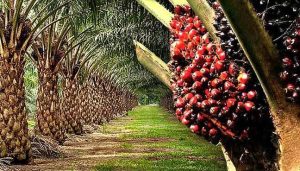 Palm oil