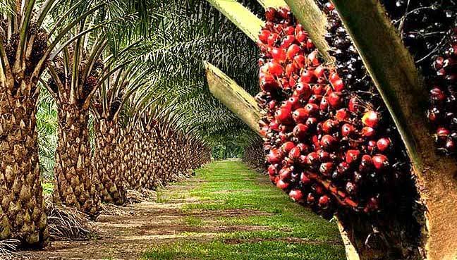 Palm oil