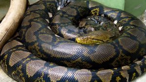 Python swallow woman