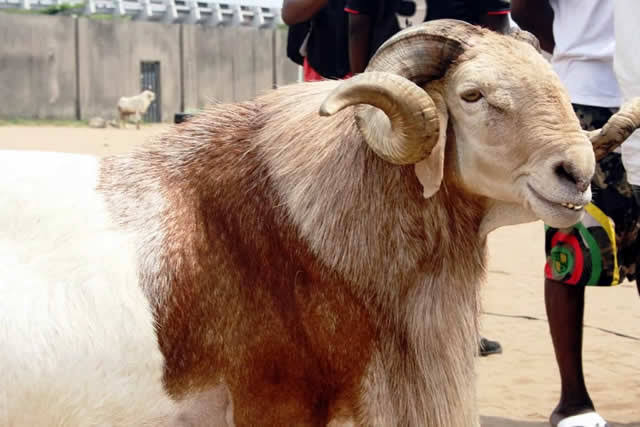 Salah ram