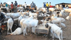 Price of rams soars in the market ahead of Eid-el-kabir celebration