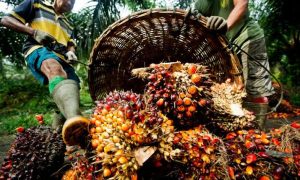 Palm oil