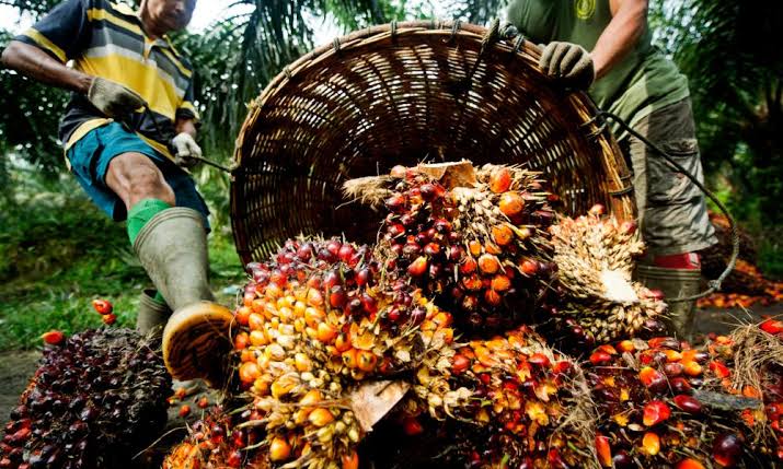 Palm oil