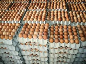 creates of eggs