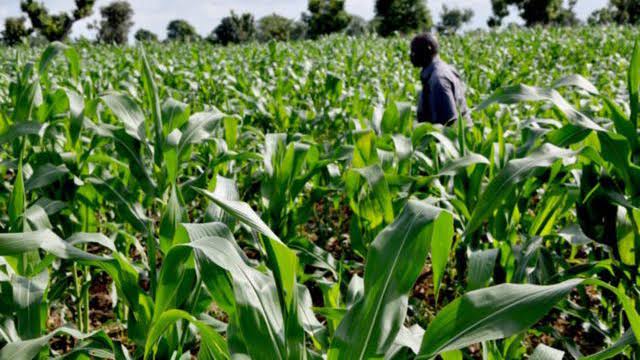 Pest affect farm