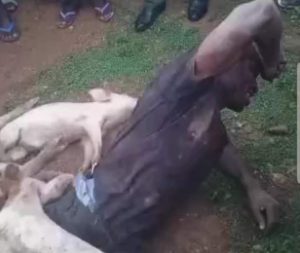 Man arrested for stealing pigs in Nasarawa