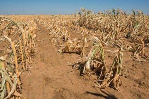 Drought