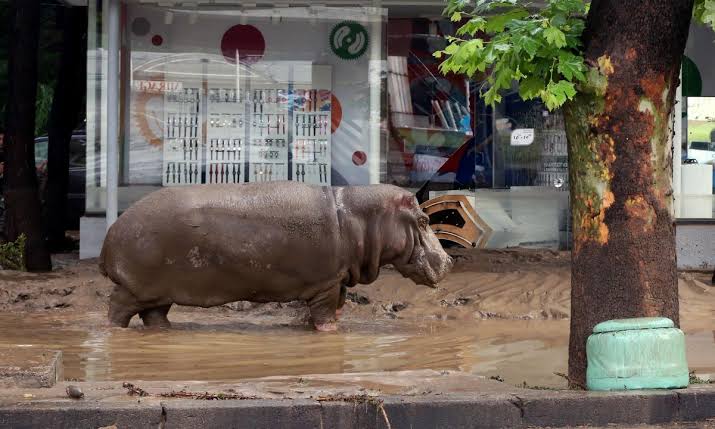 Escaped hippopotamus