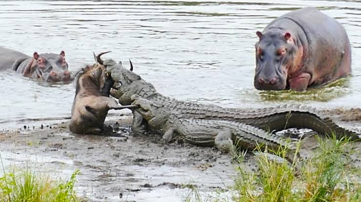 Hippopotamuses and crocodiles
