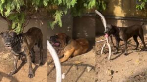 The dogs have been taken by the K 9 unit 600x337 1