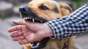 Dog rabies