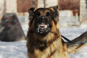 Dog rabies
