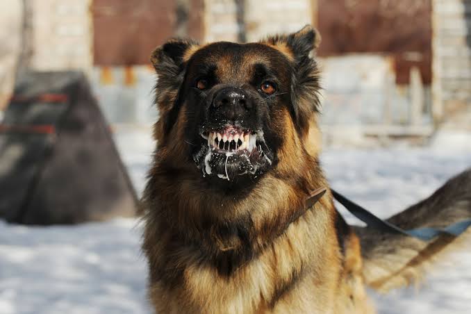 Dog rabies