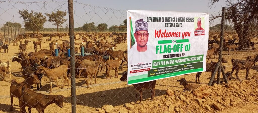 Katsina Goat rearing