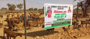 Katsina Goat rearing
