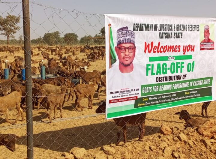 Katsina Goat rearing