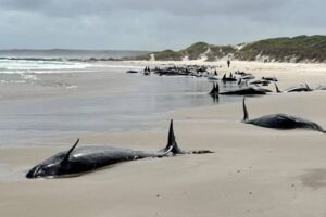 Whales stranded