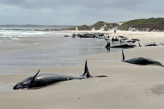 Whales stranded