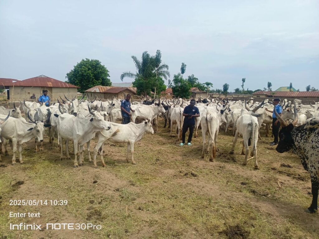 Cattle rustling