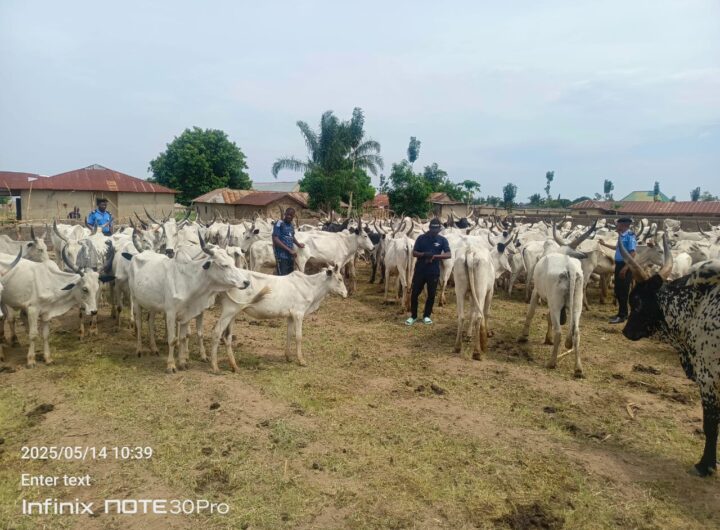 Cattle rustling