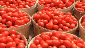 Tomatoes
