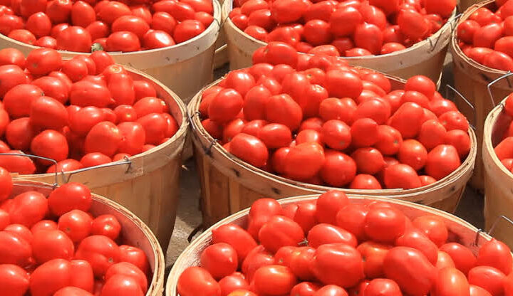 Tomatoes
