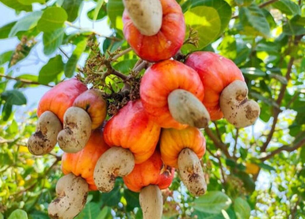Cashew nuts