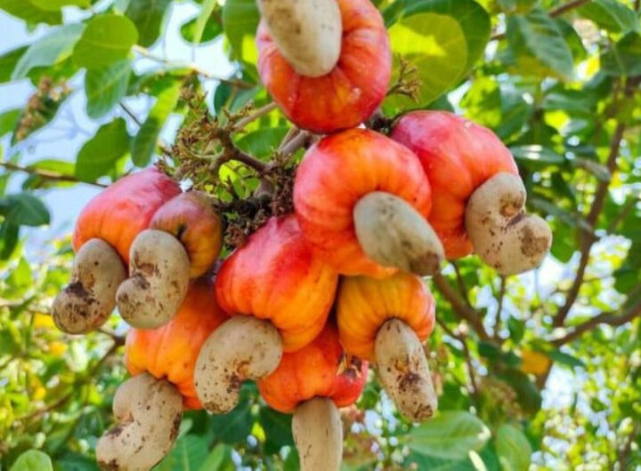 Cashew nuts