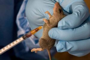 Lassa Fever in Nigeria NCDC