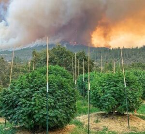 NDLEA destroys Canabis