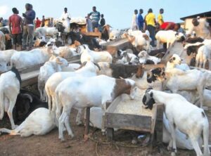 Sallah ram
