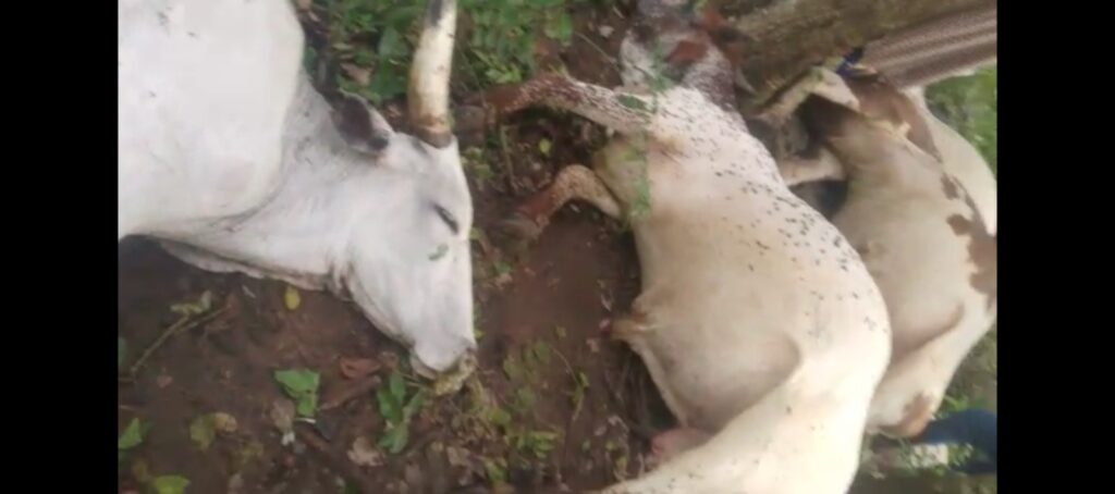 Thunderstorm strikes 32 cows dead in Ogun