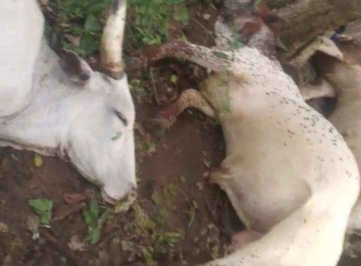 Thunderstorm strikes 32 cows dead in Ogun