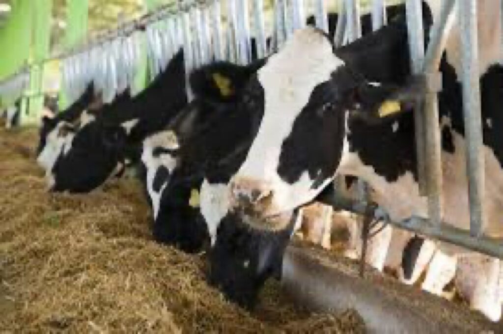 Cattle ranch in Nigeria