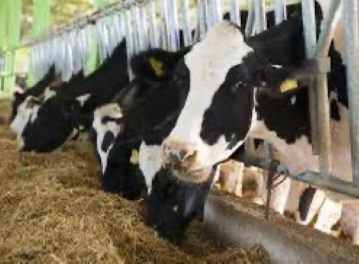Cattle ranch in Nigeria