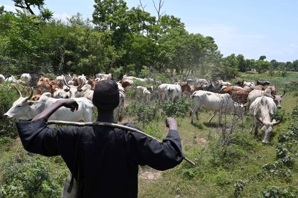 Fulani Herdsmen