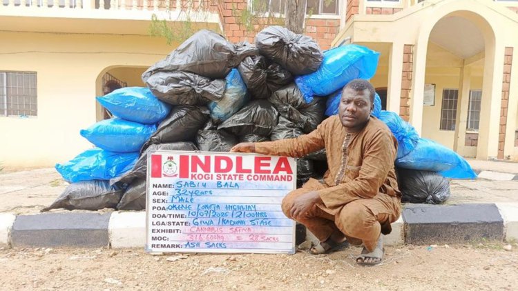 NDLEA destroys 28,000kg skunk in Edo forest; recovers 722,875 pills of opioids in Borno, Gombe, Taraba raids 3 Arrested drug suspect